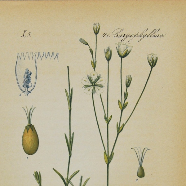 Upright Chickweed Print - Original Antique Botanical Print 1880s - Moenchia mantica (plant flower garden seed europe white caryophyllaceae)