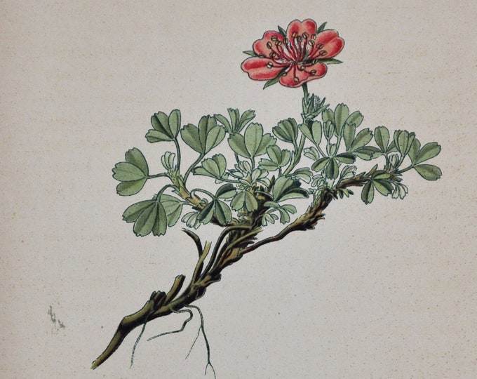 Cinquefoil Print - Original Antique Botanical Print 1880s - Potentilla nitida (plant flower garden seed rosaceae rose red green alps alpine)