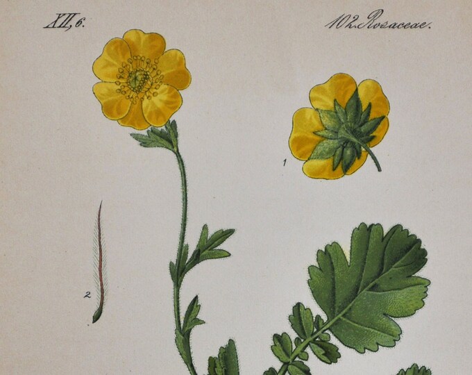 Alpine Avens Print - Original Antique Botanical Print 1880s - Geum montanum (plant flower seed rosaceae bush shrub mountain medicinal tea)