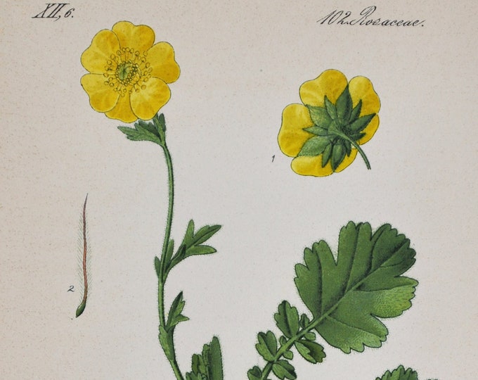 Alpine Avens Print - Original Antique Botanical Print 1880s - Geum montanum (plant flower seed garden yellow tea medicine herb infections)