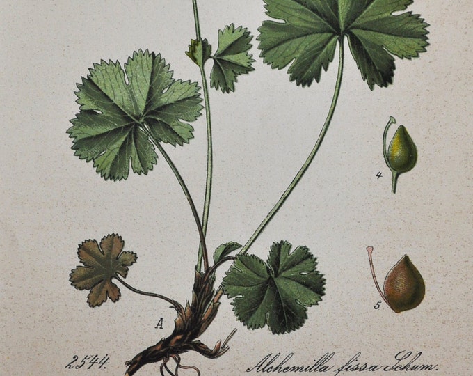 Hairless Lady's-Mantle Print - Original Antique Botanical Print 1880s - Alchemilla fissa (plant flower seed rose rosaceae europe herb shrub)