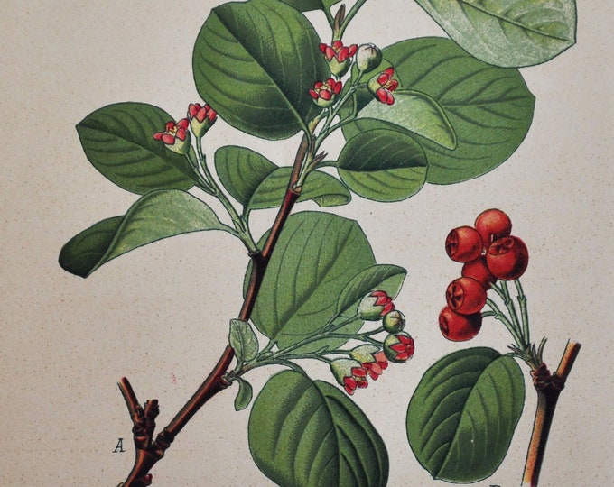 Woolly Cotoneaster Print - Original Antique Botanical Print 1880s - Cotoneaster tomentosa (plant flower seed rose rosaceae tree brickberry)