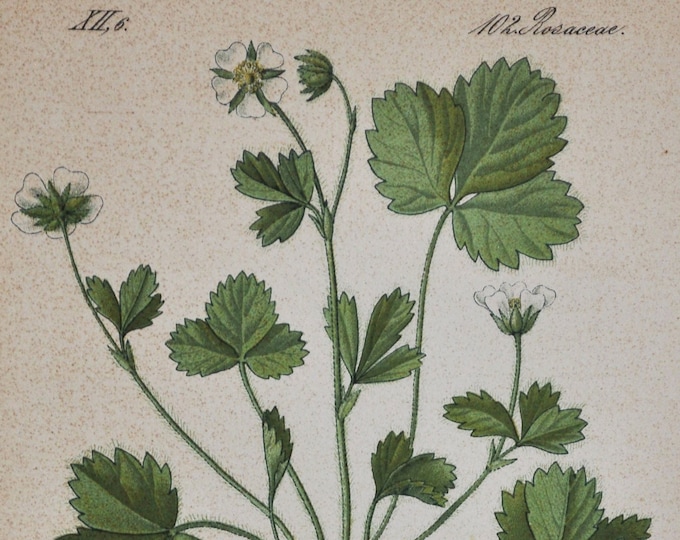 Strawberryleaf Cinquefoil Print - Original Antique Botanical Print 1880s - Potentilla fragariastrum (plant flower seed rosaceae bush barren)