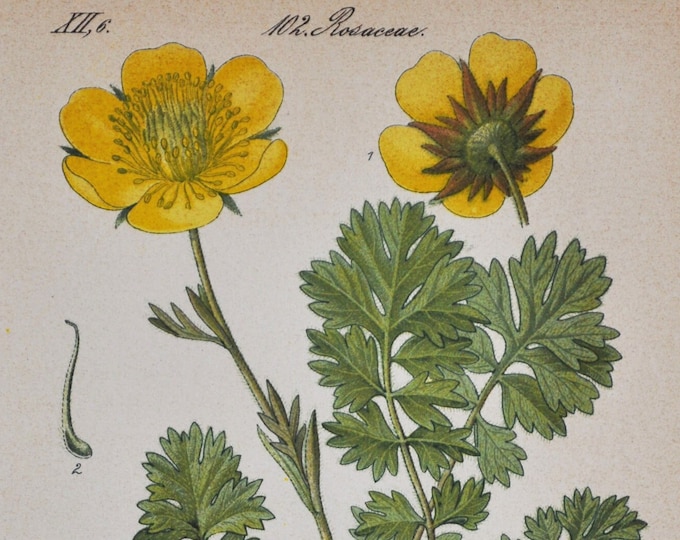 Creeping Avens Print - Original Antique Botanical Print 1880s - Geum reptans (plant, flower, seed, garden alpine alps rose rosaceae yellow)