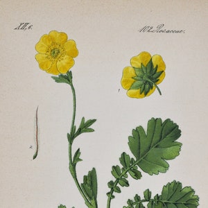 Alpenvenen Druck - Original Antiker Botanischer Druck 1880er Jahre - Geum montanum (Pflanzenblume Samen garten gelb Tee Medizin KräuterInfektionen)
