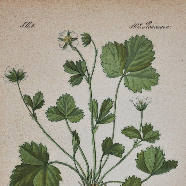 Strawberryleaf Cinquefoil Print - Original Antique Botanical Print 1880s - Potentilla fragariastrum (plant flower seed rosaceae bush barren)