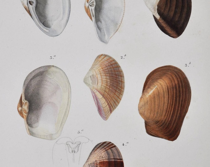 Anatina Truncata, Maetra Maculosa etc - Hand-colored Original Antique Fish Print - Orbigny engraving from 1849 (shellfish shell sea urchins)