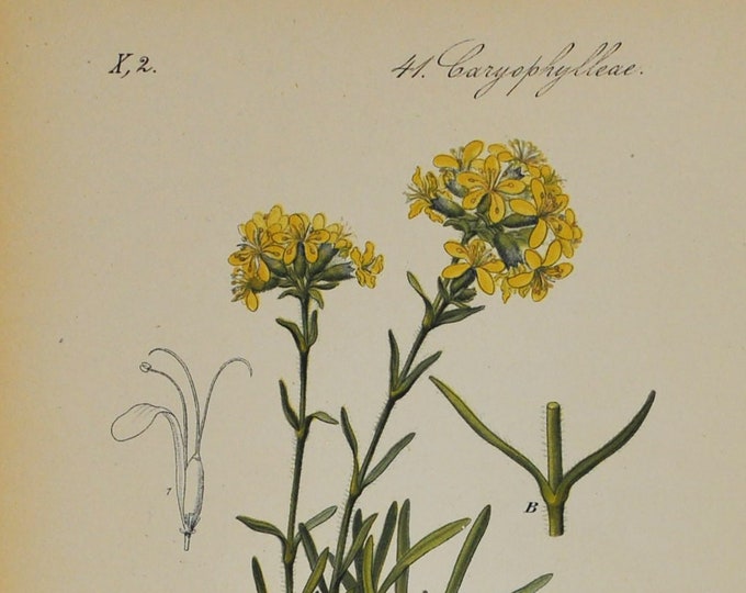 Yellow Soapwort Print - Original Antique Botanical Print 1880s - Saponaria lutea (plant, flower, seed, soapweed, soap wort, rock garden)