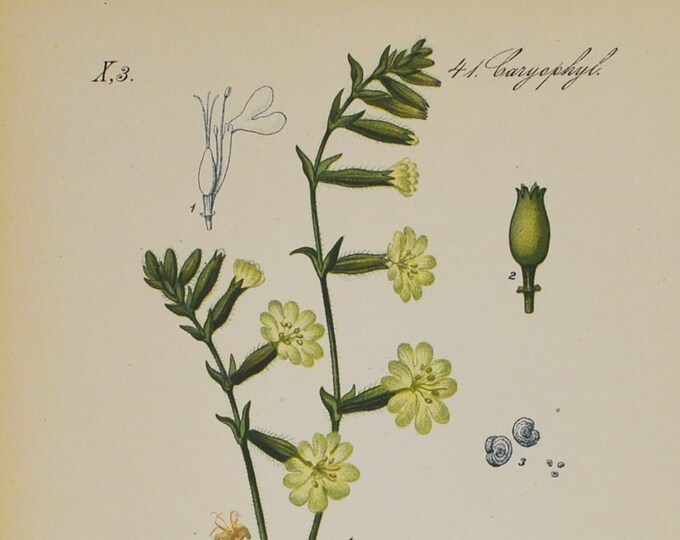 Forked Catchfly Print - Original Antique Botanical Print 1880s - Silene dichotoma (plant, flower, seed, catch, fly, white, calyx of sepals)
