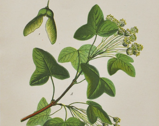 Montpellier Maple Print - Original Antique Botanical Print 1880s - Acer monspessulanum (plant flower garden seed tree soapberry sapindaceae)