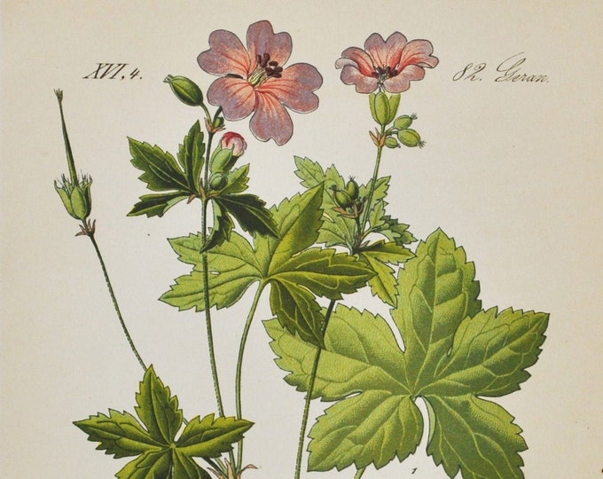 Knotted Cranesbill Print - Original Antique Botanical Print 1880s - Geranium nodosum (plant flower garden seed wildflower wild purple green)