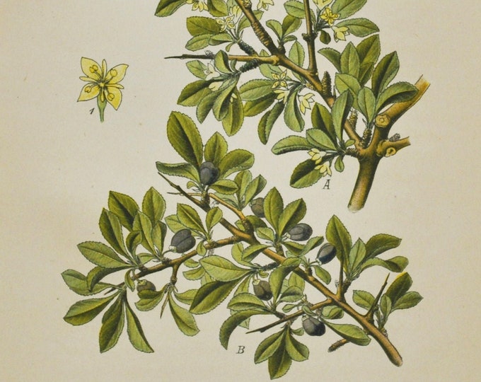 Avignon Berry Print - Original Antique Botanical Print 1880s - Rhamnus saxatilis (plant flower garden seed rhamnaceae tree dyer's buckthorn)