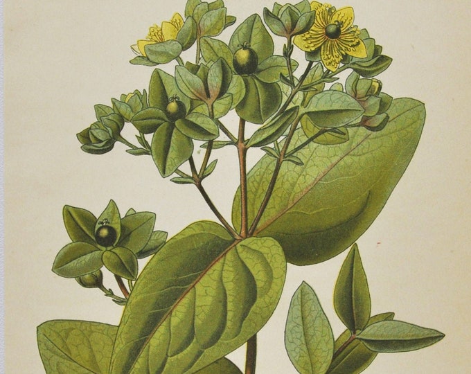 Sweet Amber Print - Original Antique Botanical Print 1880s - Androsaemum officinale (plant flower garden seed tutsan shrubby St John's Wort)