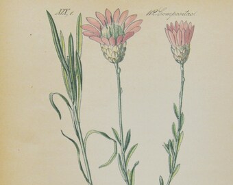 Annual Everlasting Print - Original Antique Botanical Print 1880s - Xeranthemum annuum (plant flower seed garden pink purple immortelle)