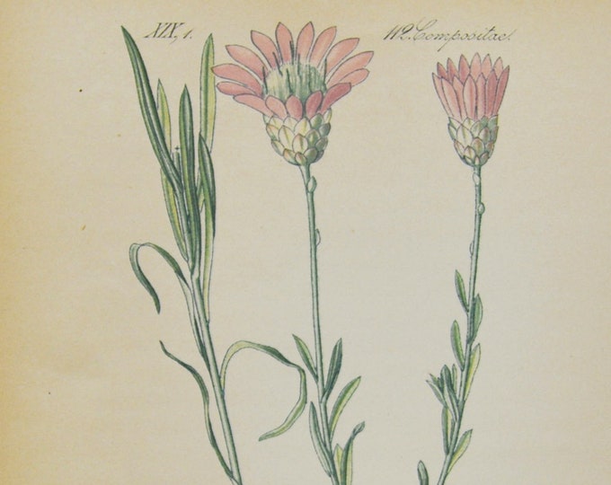 Annual Everlasting Print - Original Antique Botanical Print 1880s - Xeranthemum annuum (plant flower seed garden pink purple immortelle)