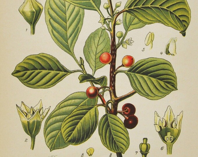 Alder Buckthorn Print - Original Antique Botanical Print 1880s - Rhamnus frangula (plant flower garden seed rhamnaceae tree glossy breaking)