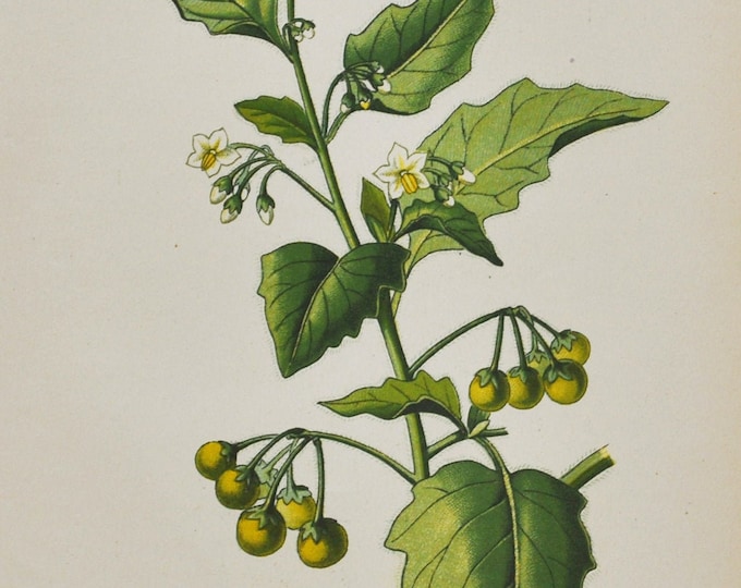 Low Nightshade Print - Original Antique Botanical Print 1880s - Solanum humile (plant flower garden seed poison toxic alkaloids black white)