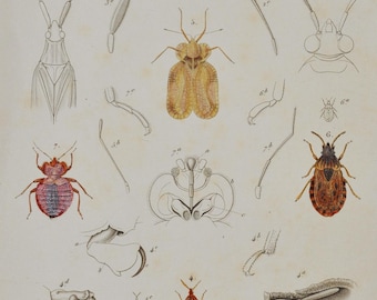 Streaked Plant Bug / Capuchin Beetle / Flathorn Plant Bug / Flat Bug - Hand-colored Original Antique Insect Print - Cuvier engraving 1840s