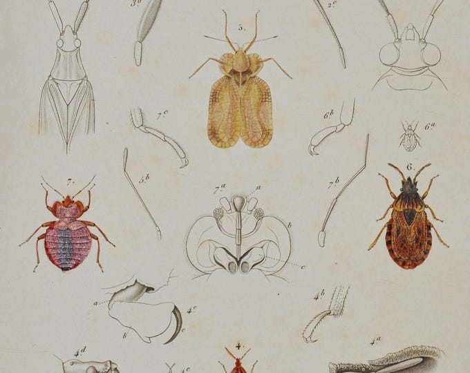 Streaked Plant Bug / Capuchin Beetle / Flathorn Plant Bug / Flat Bug - Hand-colored Original Antique Insect Print - Cuvier engraving 1840s