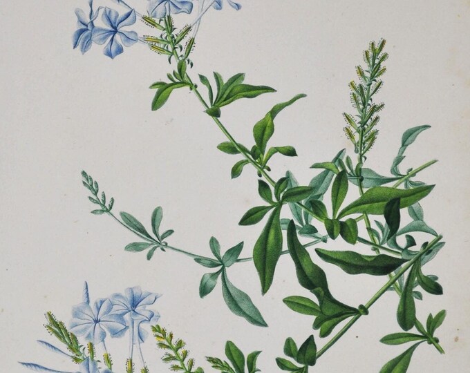 Blue Plumbago - Hand-colored Original Antique Botanical Print - Orbigny engraving from 1849 (capensis auriculata cape leadwort wild garden)