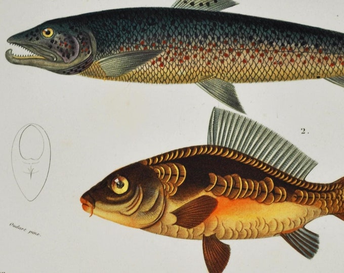 Salmon and Carp - Hand-colored Original Antique Fish Print - Orbigny engraving from 1849 (Salmo Hamatus, Cyprinus Carpio, silver, common)