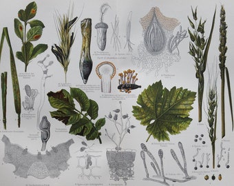 Plant Diseases I - Original Antique Botanical Print - 1906 (aecidium, spores, crop, leaf, teliospore, urediniospore uncinula necator fungus)