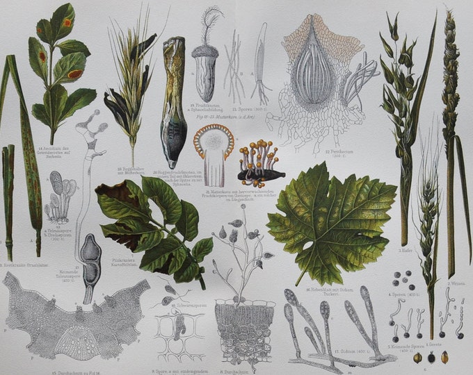 Plant Diseases I - Original Antique Botanical Print - 1906 (aecidium, spores, crop, leaf, teliospore, urediniospore uncinula necator fungus)