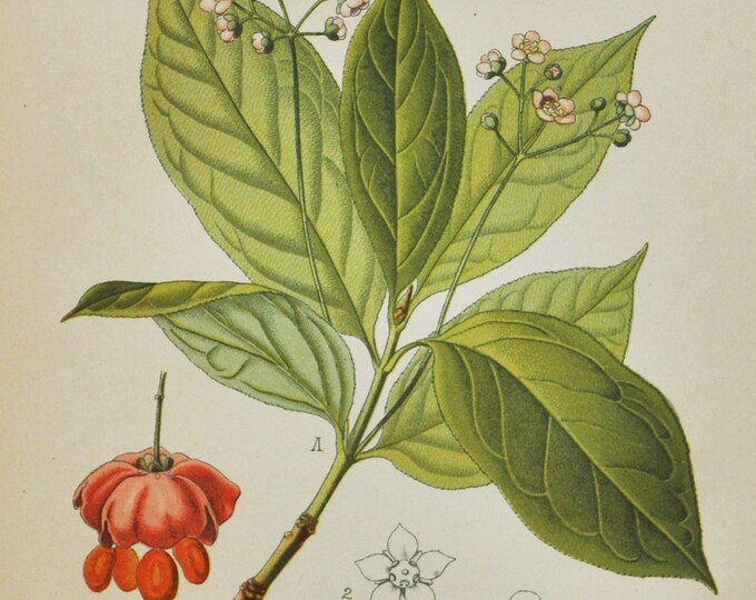 Broadleaf Spindle Print - Original Antique Botanical Print 1880s - Euonymus latifolius (plant flower garden seed celastraceae tree red pink)