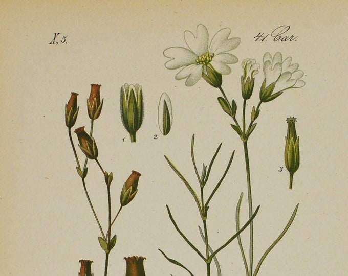 Bering Chickweed Print - Original Antique Botanical Print 1880s - Cerastium grandiflorum (plant, flower, seed, white, pink carnation family)
