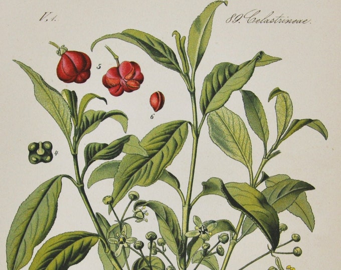 European Spindle Print - Original Antique Botanical Print 1880s - Euonymus europaeus (plant flower garden seed celastraceae common red tree)