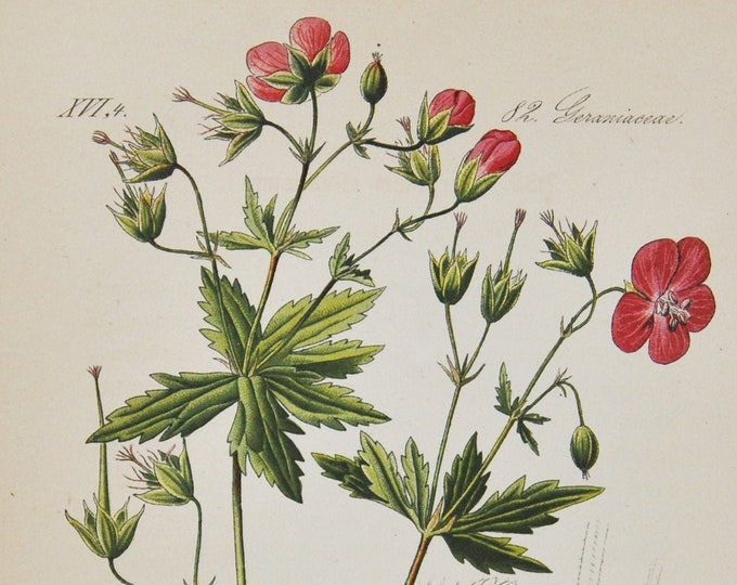 Wood Cranesbill Print - Original Antique Botanical Print 1880s - Geranium sylvaticum (plant flower garden seed wildflower wild red pink)