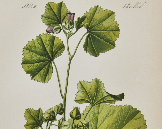 Bull Mallow or French Mallow Print - Original Antique Botanical Print 1880s - Malva nicaeensis (plant flower garden seed perennial herb)