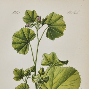 Bulle Malve oder Französisch Mallow Druck - Original antike botanische Druck 1880er Jahre - Malva nicaeensis (Pflanze Blume Garten Samen mehrjährige Kraut)