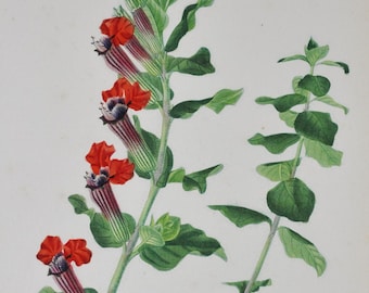 Mexican Cuphea - Hand-colored Original Antique Botanical Print - Orbigny engraving from 1849 (cuphea miniata flower red bat faced vermillion