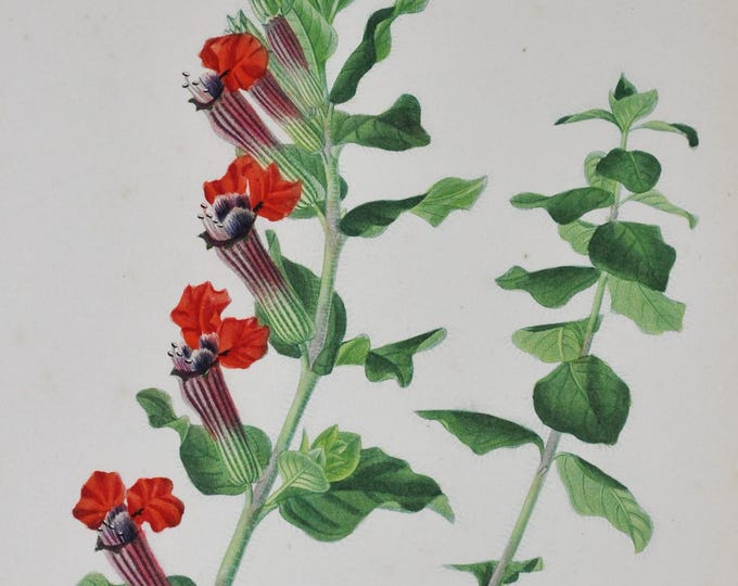 Mexican Cuphea - Hand-colored Original Antique Botanical Print - Orbigny engraving from 1849 (cuphea miniata flower red bat faced vermillion
