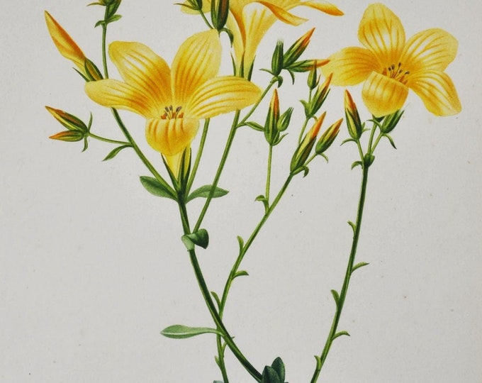Yellow Flax - Hand-colored Original Antique Botanical Print - Orbigny engraving from 1849 (linum glandulosum plant flower seed flavum garden