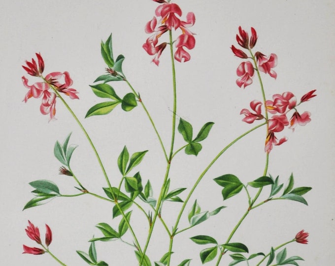 Trailing Indigo - Hand-colored Original Antique Botanical Print - Orbigny engraving from 1849 (indigofera procumbens pink flowers plant seed