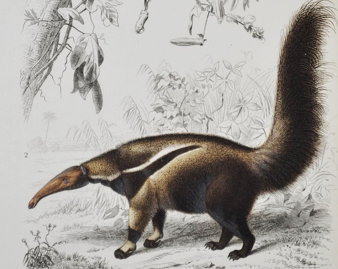 Giant Anteater & Anteater - Hand-colored Original Antique Animal Print - Orbigny engraving from 1849 (giant anteater, ant bear, silky)