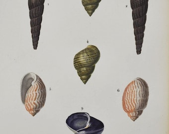 Sulcate Pyram, Melania Atra, Bellamya etc - Hand-colored Original Antique Fish Print - Orbigny engraving from 1849 (shellfish clams snail)
