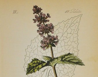 Lilac Sage Print - Original Antique Botanical Print 1880s - Salvia verticillata (plant, flower, seed, whorled clary, purple, europe, asia)