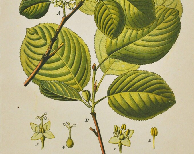 Alpine Buckthorn Print - Original Antique Botanical Print 1880s - Rhamnus alpina (plant flower garden seed rhamnaceae tree balkan europe)