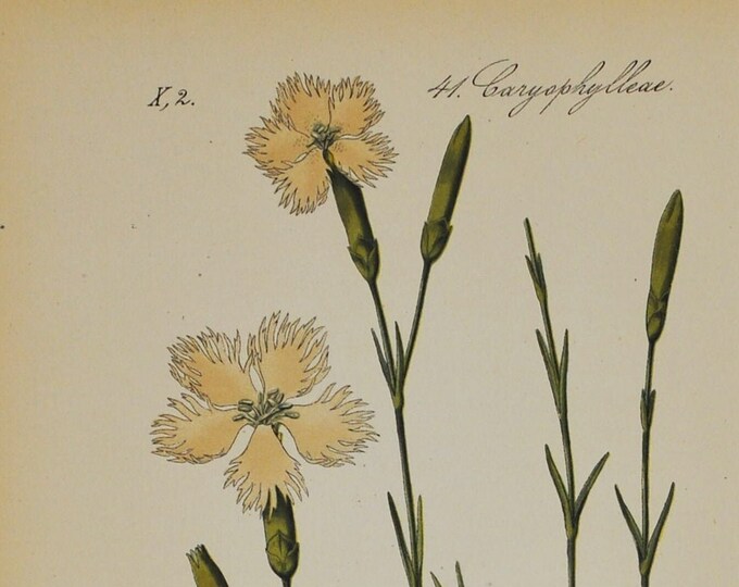 Garden Pink Print - Original Antique Botanical Print 1880s - Dianthus plumarius (plant, flower, caryophyllaceae, common, wild, alpine, alps)