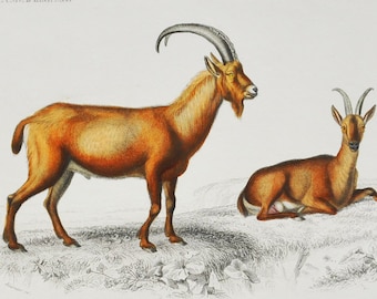 Wild Goat - Hand-colored Original Antique Animal Print - Orbigny engraving from 1849 (capra aegagrus, bovidae, caucasus / taurus mountains)