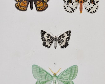 Satin Moth / Large Emerald / Looper / Magpie Moth / Sable Moth - Hand-colored Original Antique Butterfly Print - Orbigny engraving from 1849