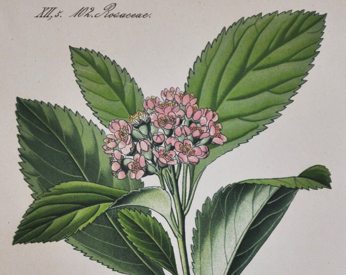 Dwarf Whitebeam Print - Original Antique Botanical Print 1880s - Sorbus chamaemespilus (plant flower seed rose rosaceae false medlar pink)