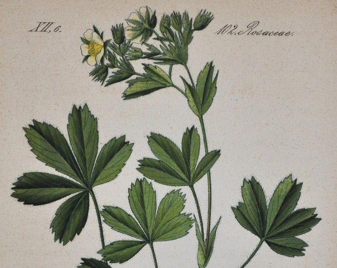 Lax Cinquefoil Print - Original Antique Botanical Print 1880s - Potentilla caulescens (plant flower garden seed rosaceae rose white yellow)
