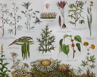 Schutz der Pflanzen I - Original antike botanische Druck - 1906 (mimosa pudica, campanula patula, aretia glacialis, krokus sativus safran)