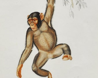 Chimpanzee - Hand-colored Original Antique Animal Print - Orbigny engraving from 1849 (chimp, common, robust, ape, africa, pan, human apes)