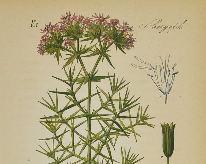 Drypis spinosa Print - Original Antique Botanical Print 1880s - Drypis spinosa (plant, flower, seed, leaves, purple, alpine, rock garden)