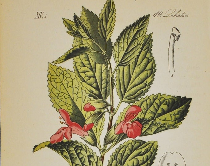 Melittis Print - Original Antique Botanical Print 1880s - Melittis melissophyllum (plant, flower, seed, herb, bastard balm, melitta, bees)
